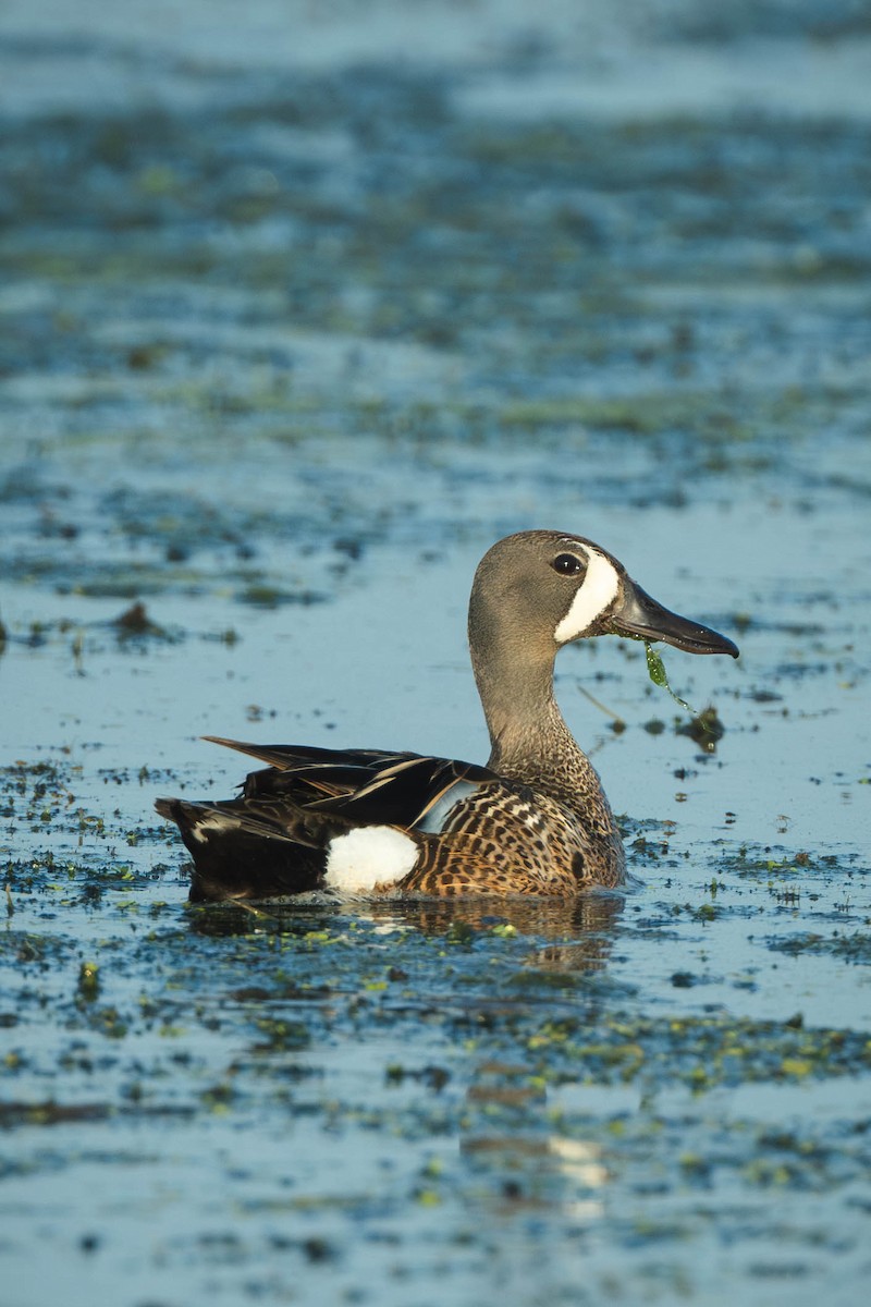 שרשיר כחול-כנף - ML646186234