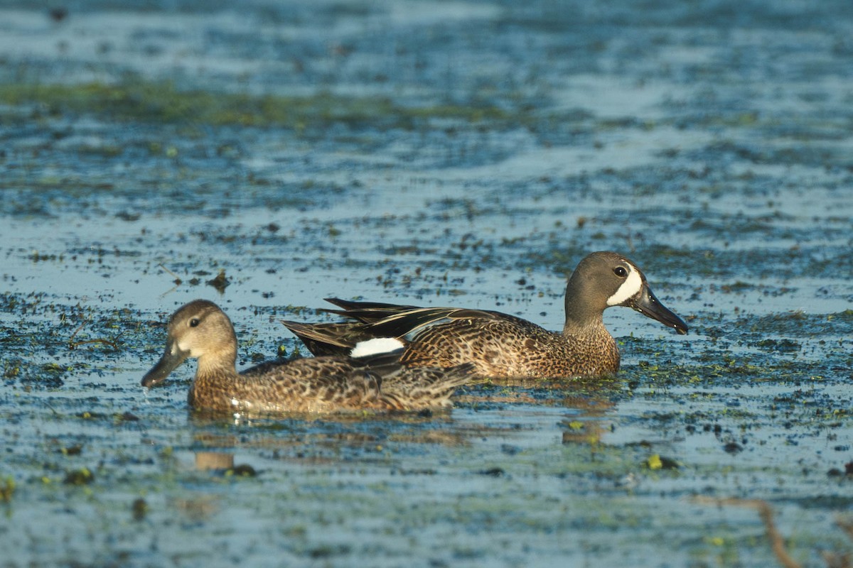 שרשיר כחול-כנף - ML646186235
