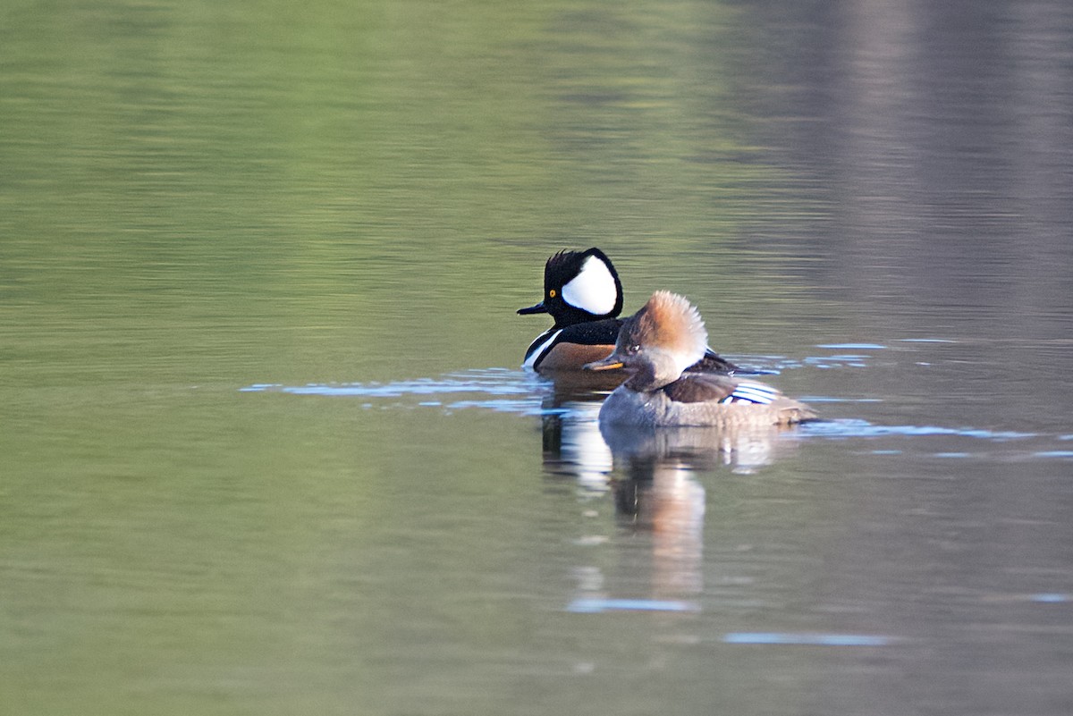 Hooded Merganser - ML646186237