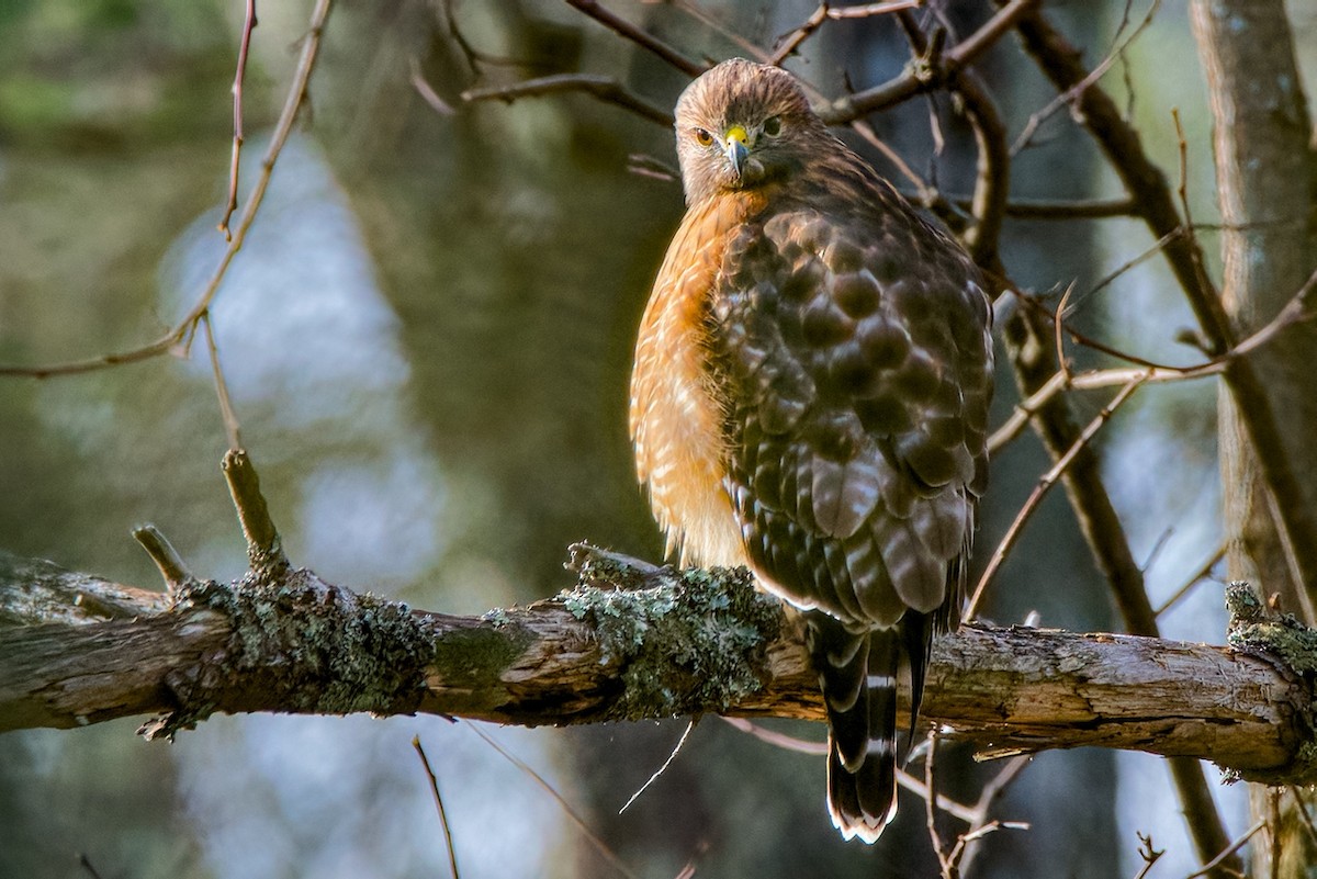 Red-shouldered Hawk - ML646186249