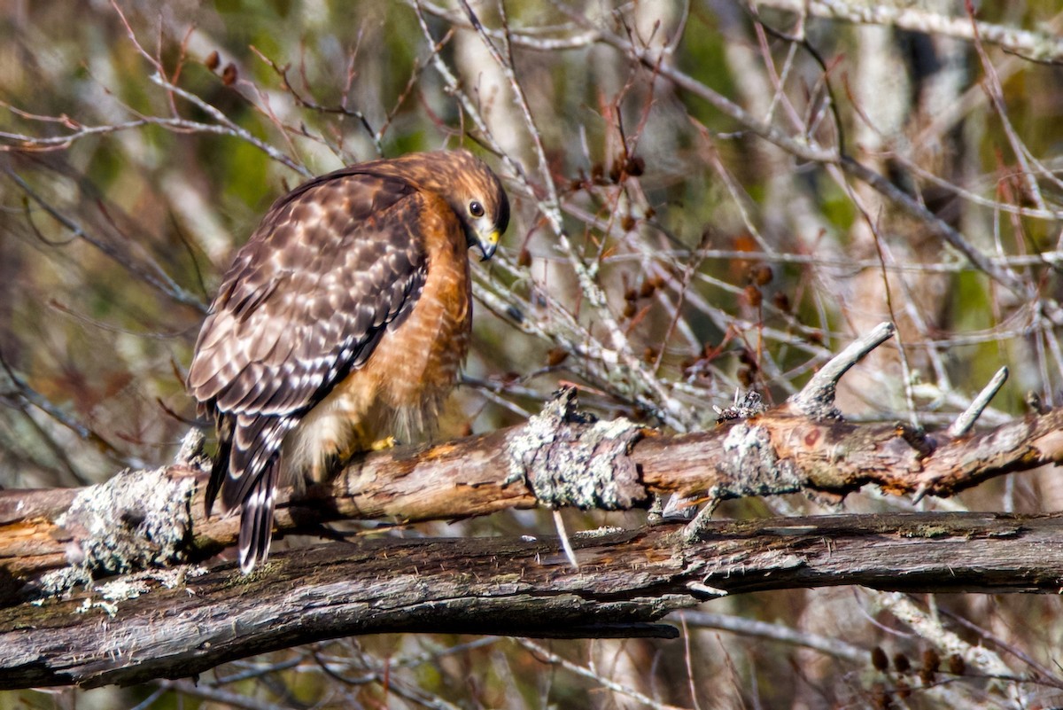 Red-shouldered Hawk - ML646186250
