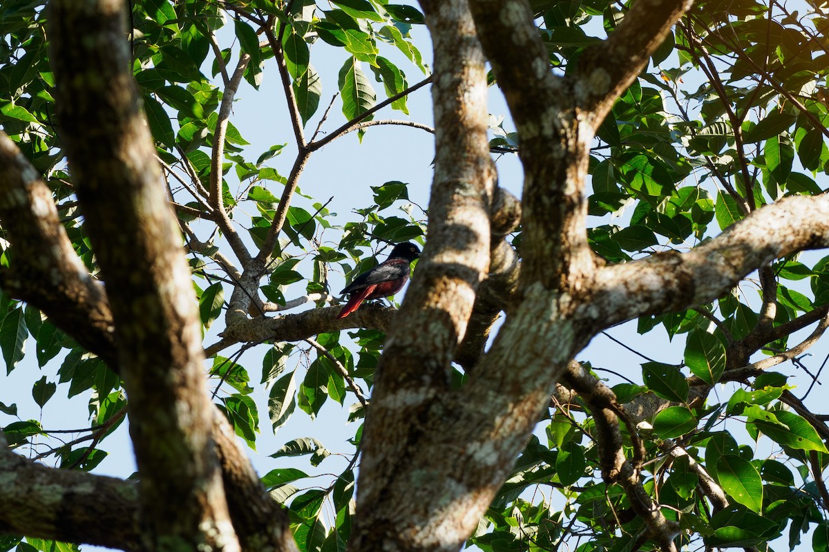 朱鸝 - ML646186253