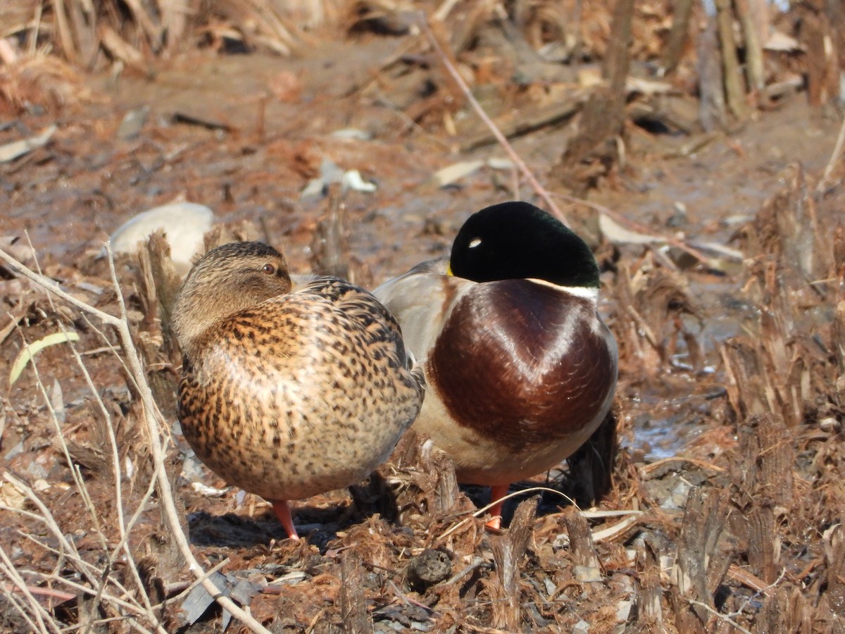 Mallard - ML646186257