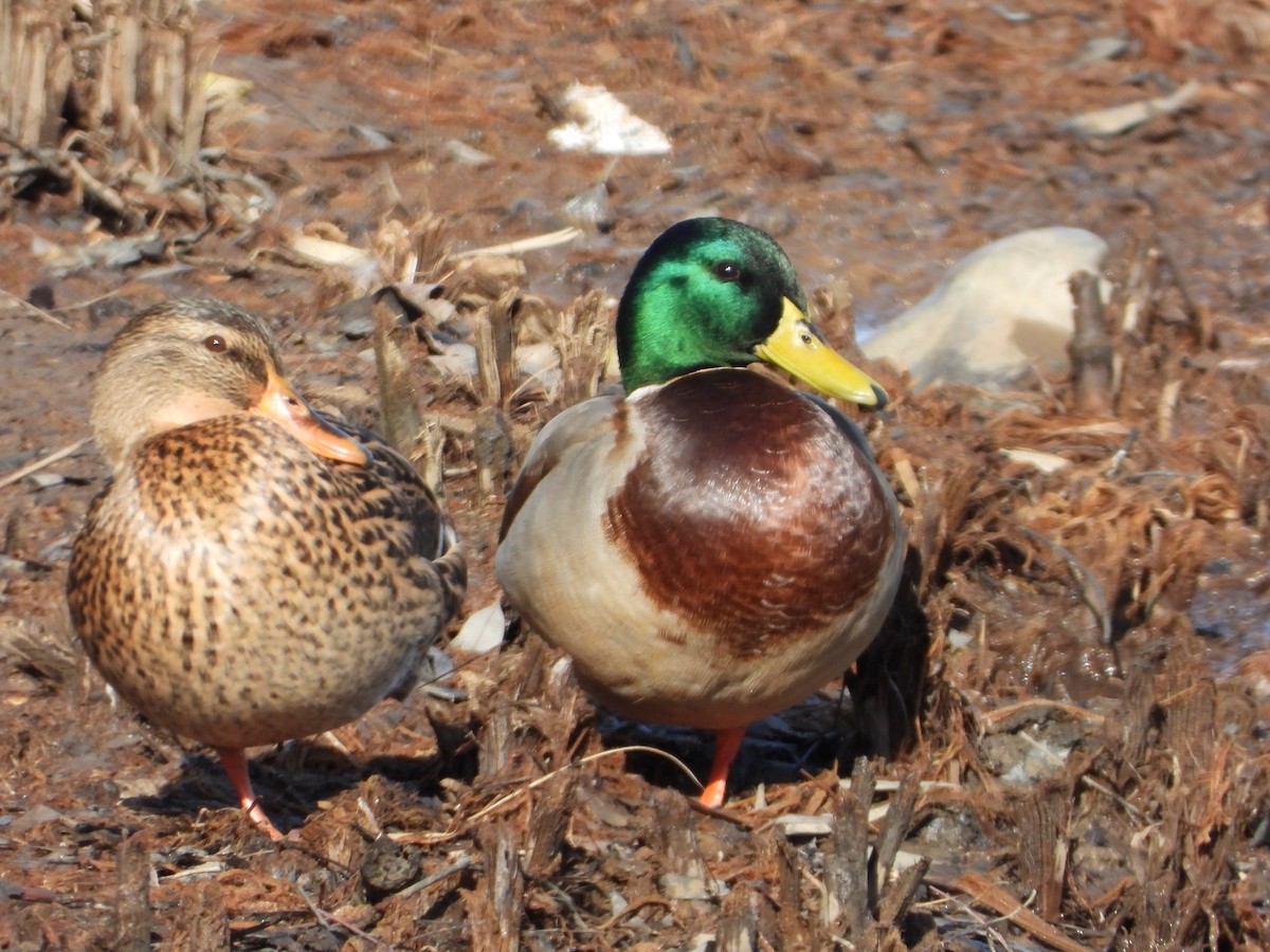 Mallard - ML646186258