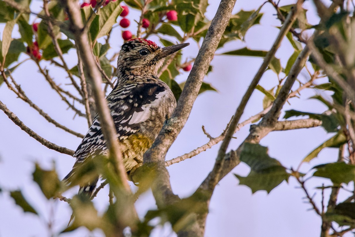 Yellow-bellied Sapsucker - ML646186259