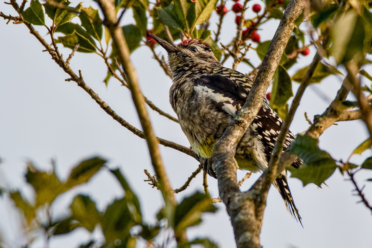 Yellow-bellied Sapsucker - ML646186260
