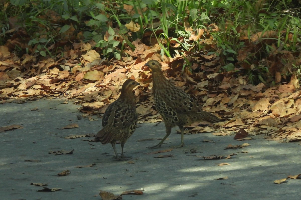 Gelbbrauen-Bambushuhn - ML646186262