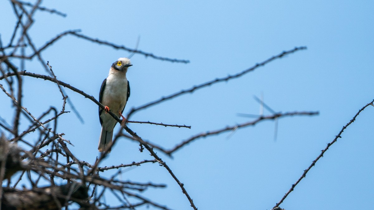 hvittopphjelmvarsler - ML646186263