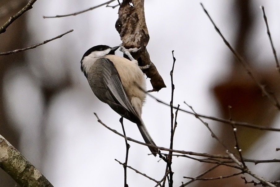 Carolina Chickadee - ML646186264