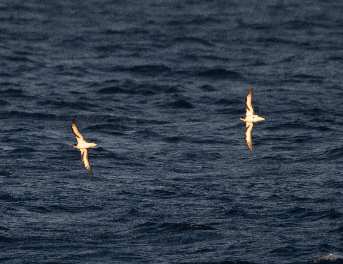 Bermuda Petrel - ML646186266