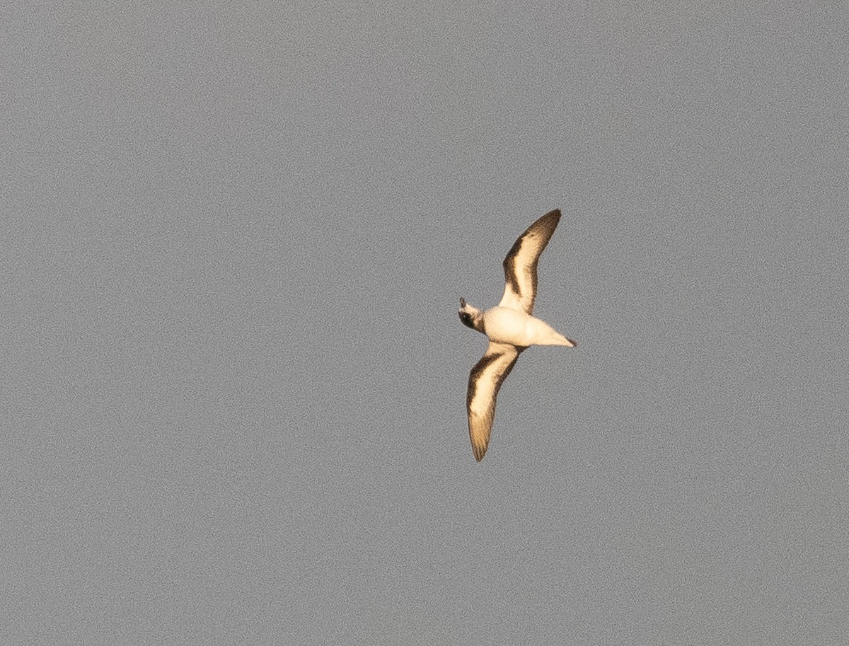 Bermuda Petrel - ML646186267