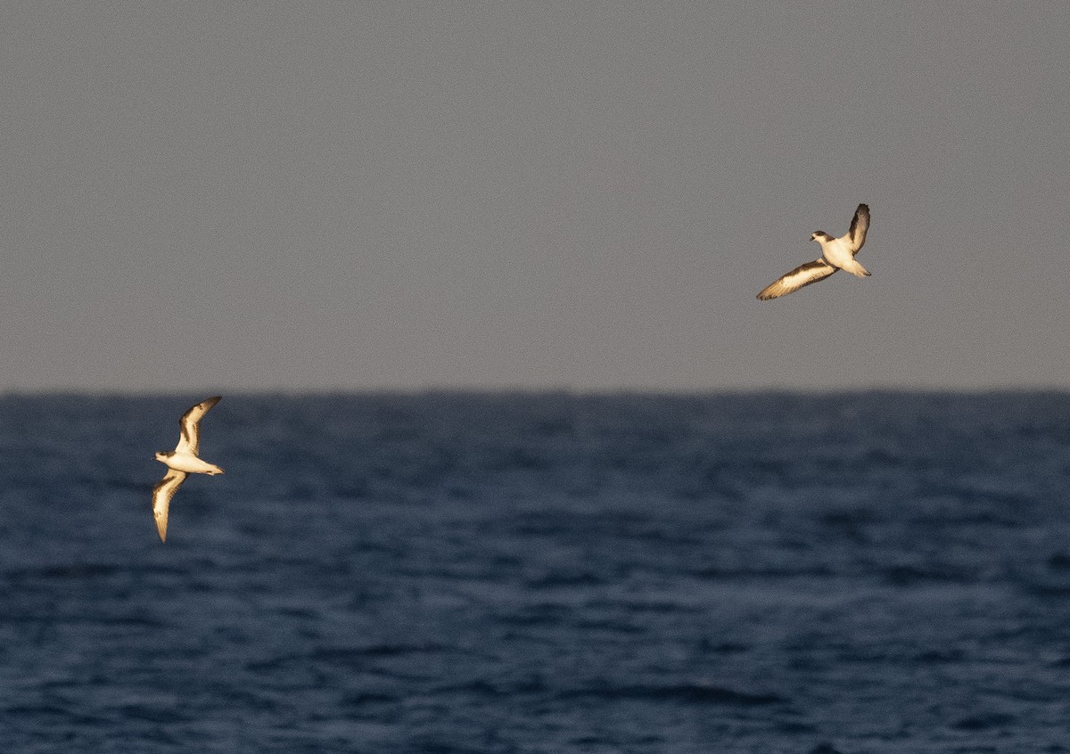 Bermuda Petrel - ML646186268