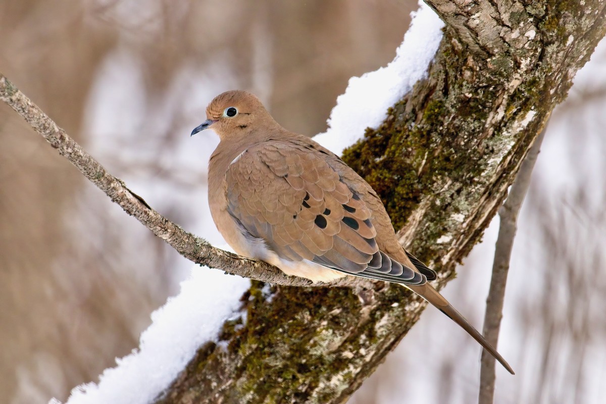 Mourning Dove - ML646186270