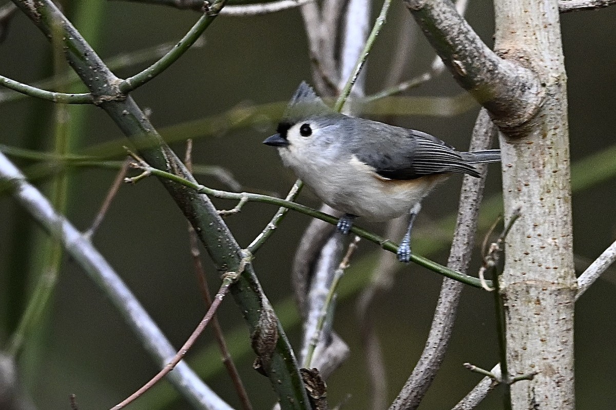 gråduskmeis - ML646186271