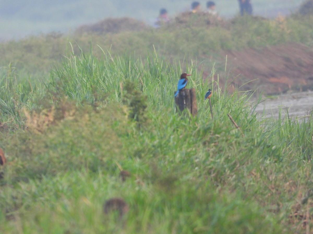 White-throated Kingfisher - ML646186276