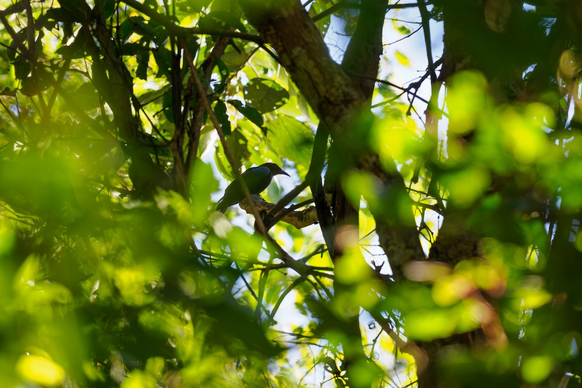 Hair-crested Drongo - ML646186277