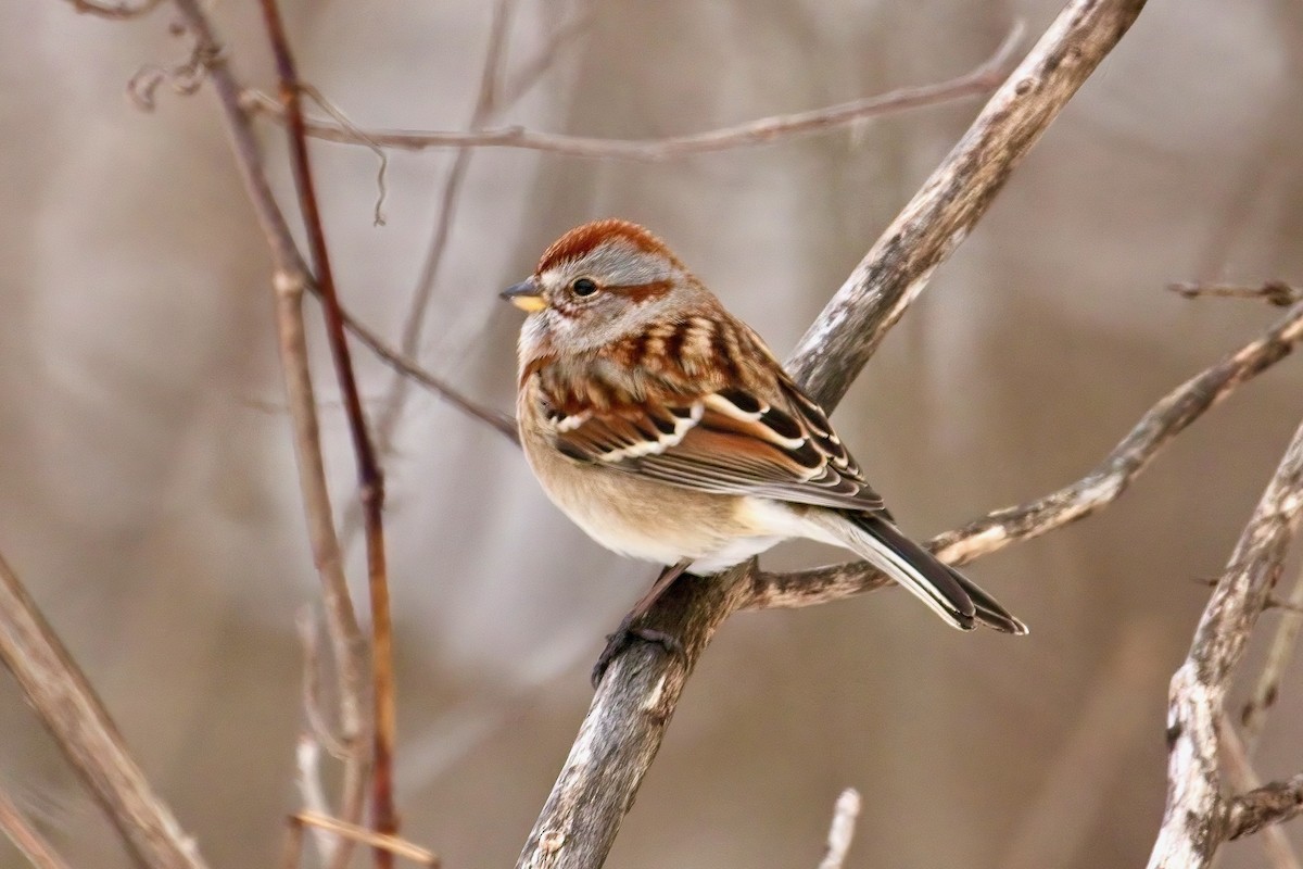 American Tree Sparrow - ML646186281