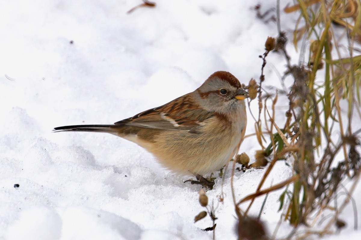 American Tree Sparrow - ML646186282