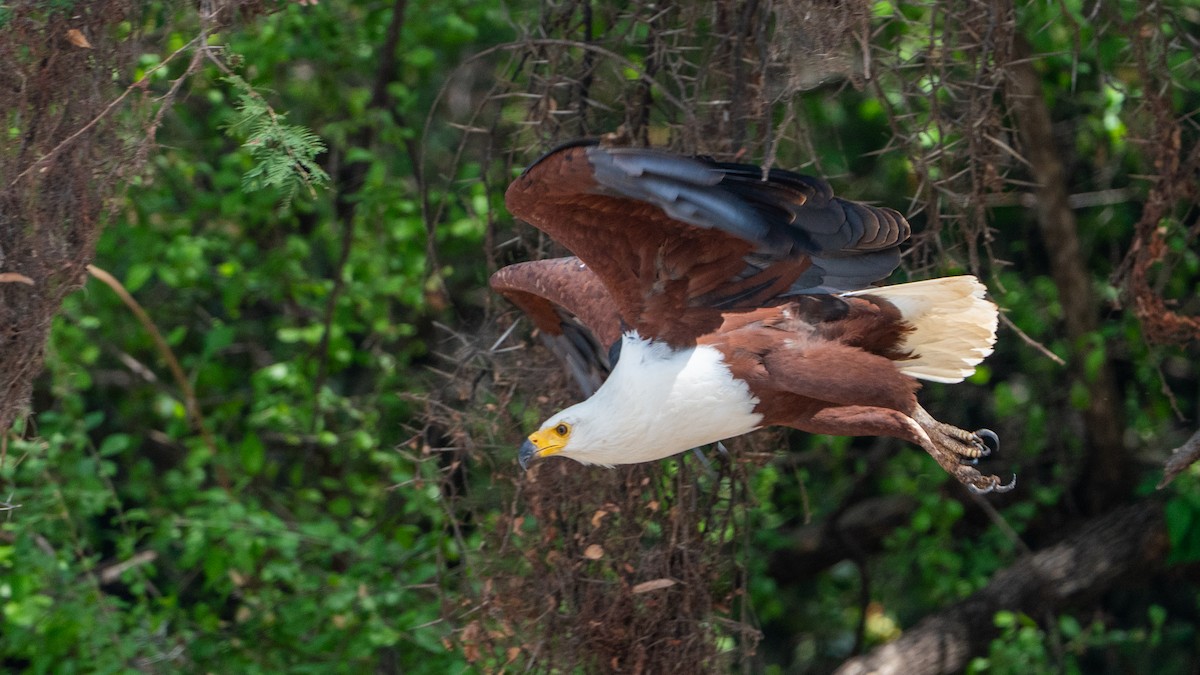 flodørn - ML646186288