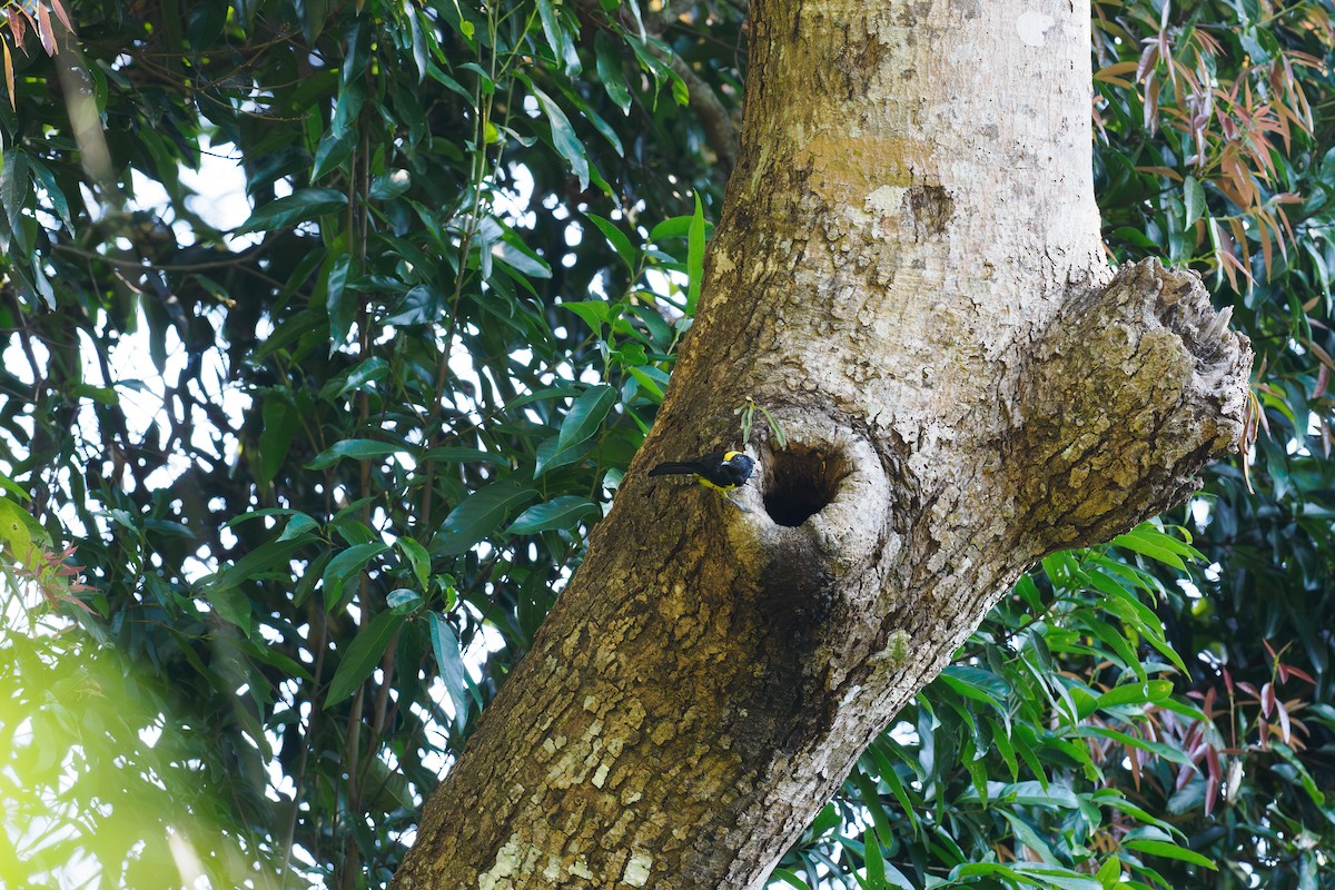 Sultan Tit - ML646186289