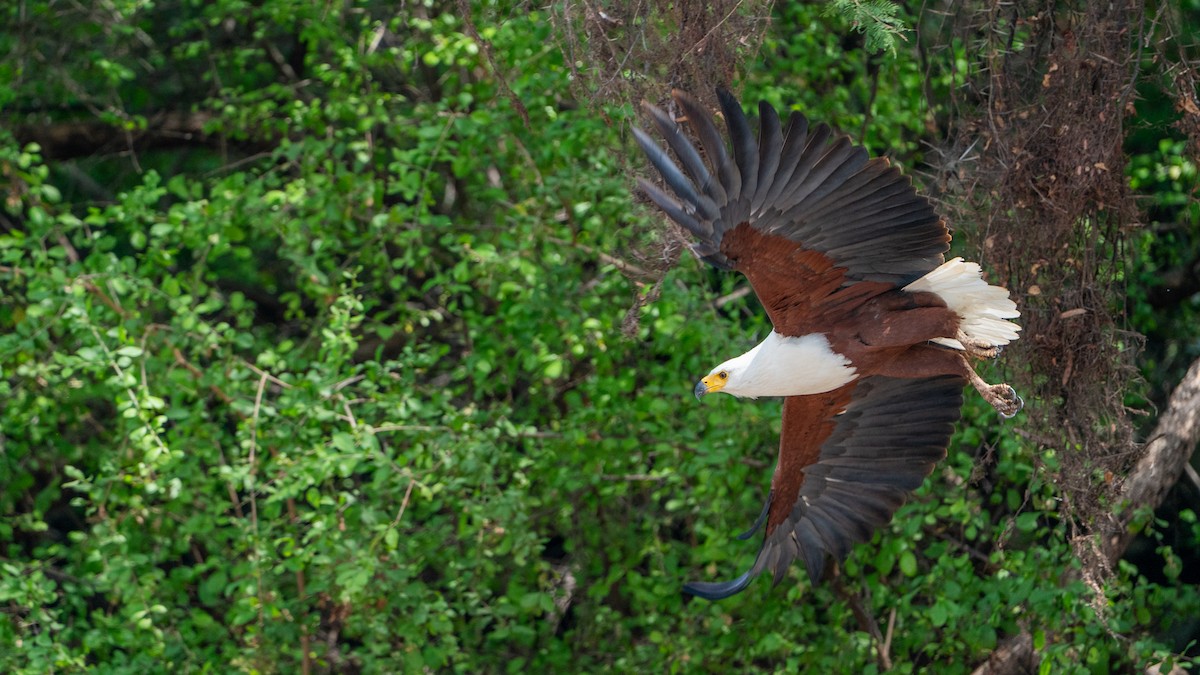 flodørn - ML646186290
