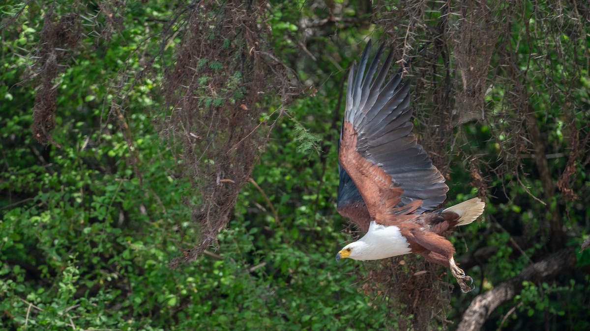 flodørn - ML646186291