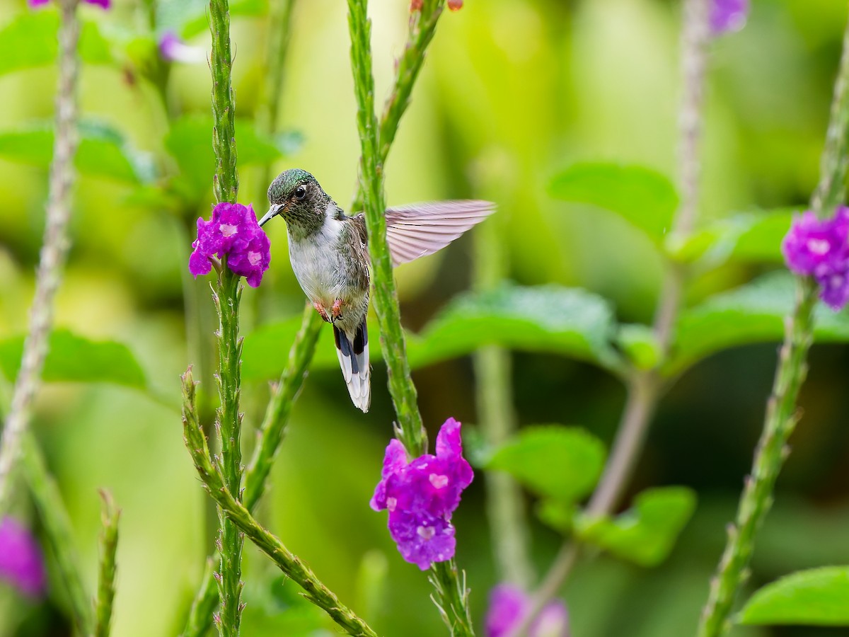 Ecuadorian Piedtail - ML646186293