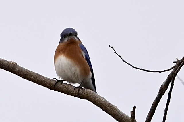 Azulejo Oriental - ML646186296