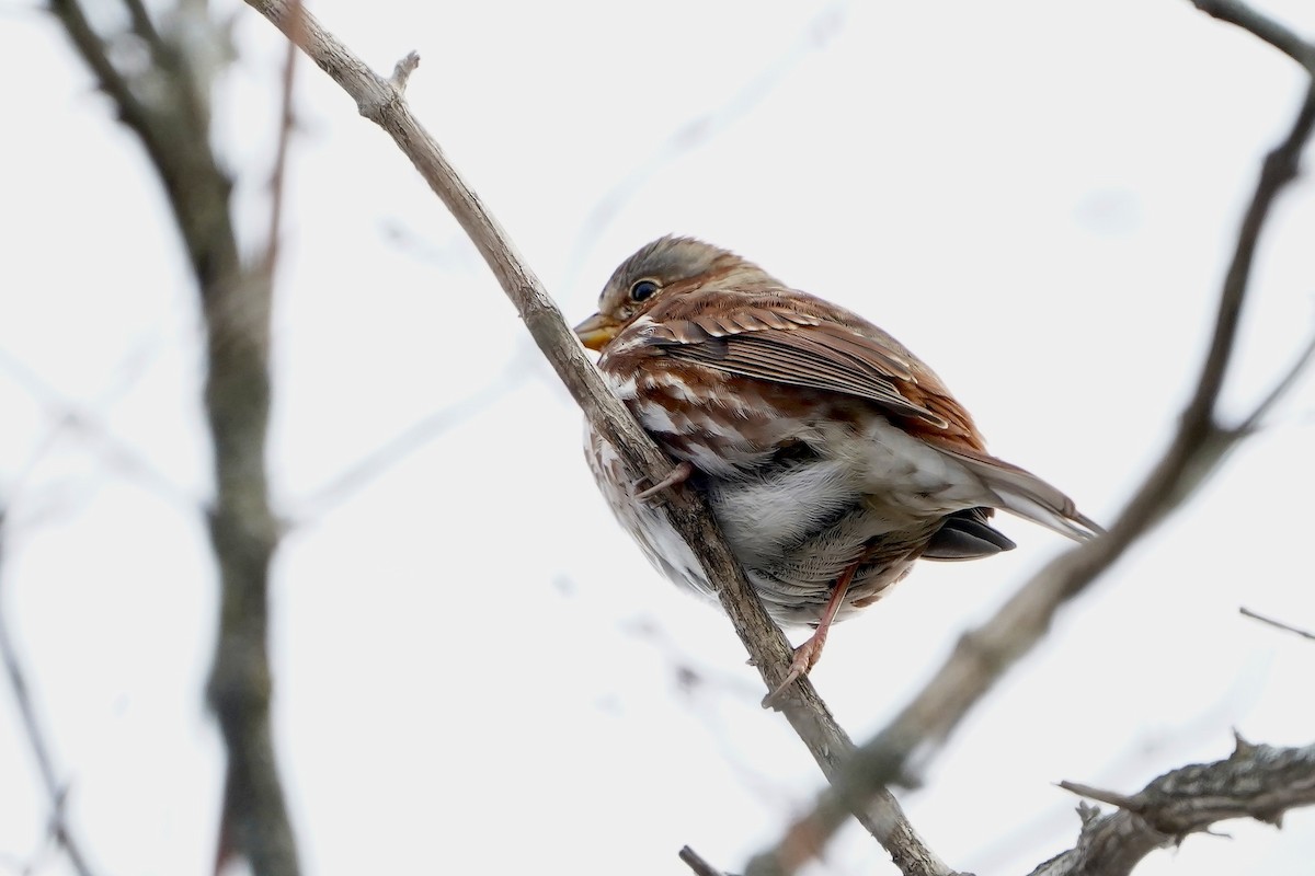 strnadec kaštanový - ML646186300