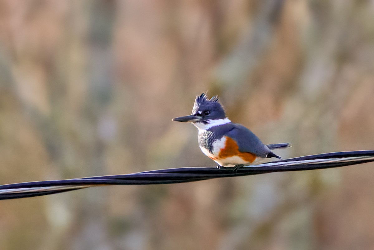 Belted Kingfisher - ML646186308