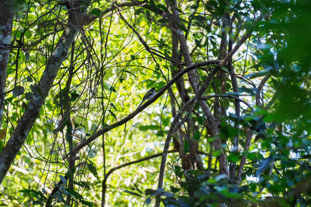 Ashy Bulbul - ML646186309