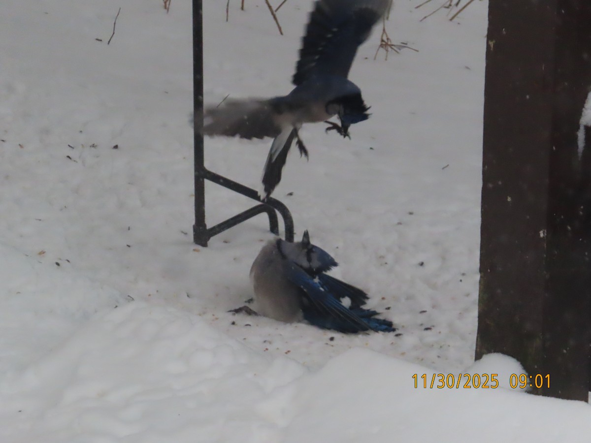 Blue Jay - ML646186310