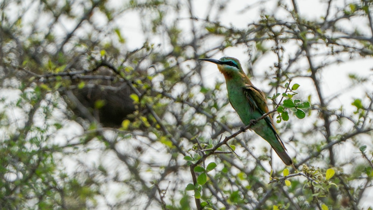 Blue-cheeked Bee-eater - ML646186311