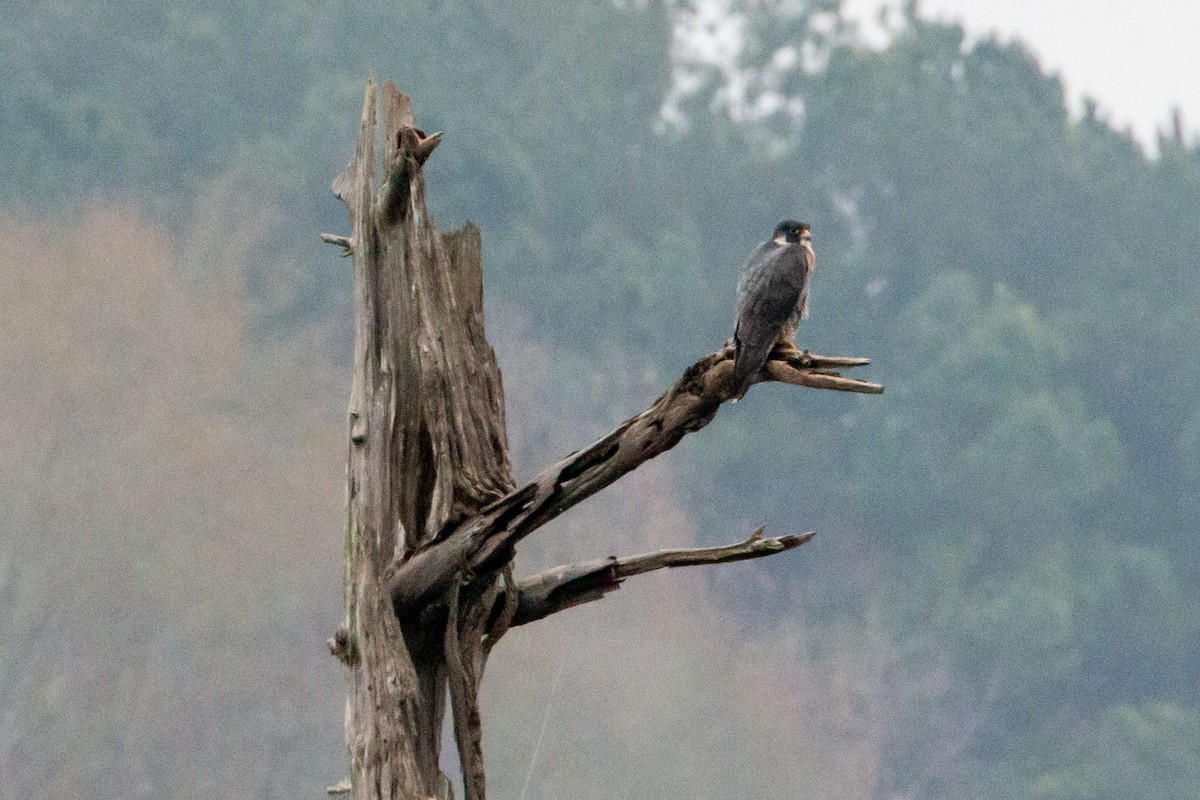 Peregrine Falcon - ML646186314