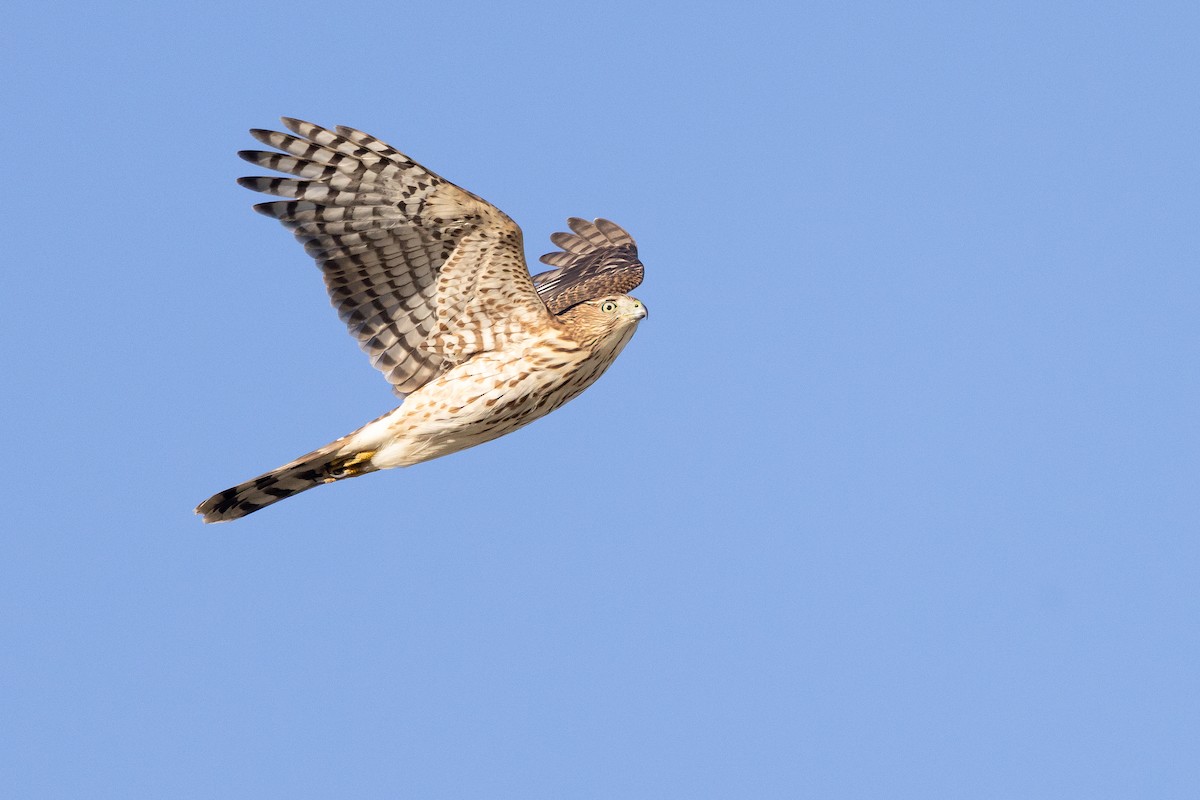Cooper's Hawk - ML646186315