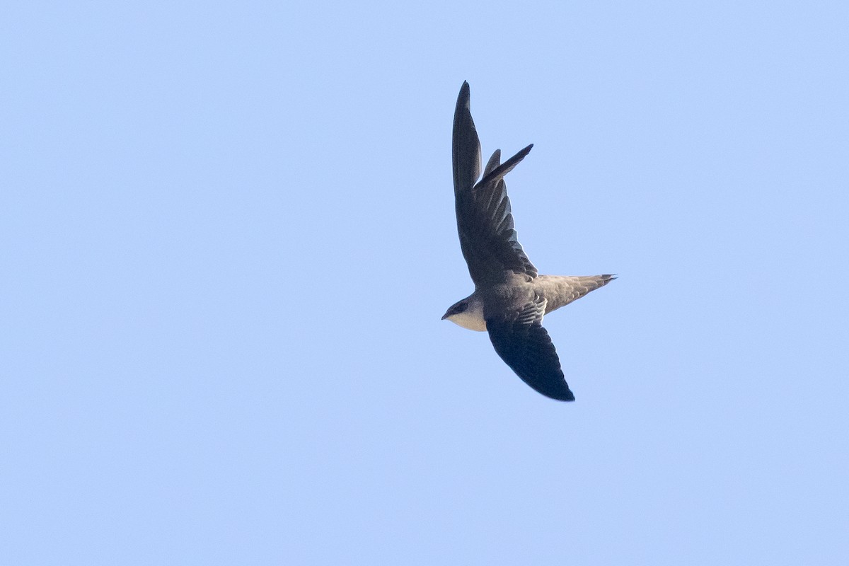 סיס ארובות - ML646186319