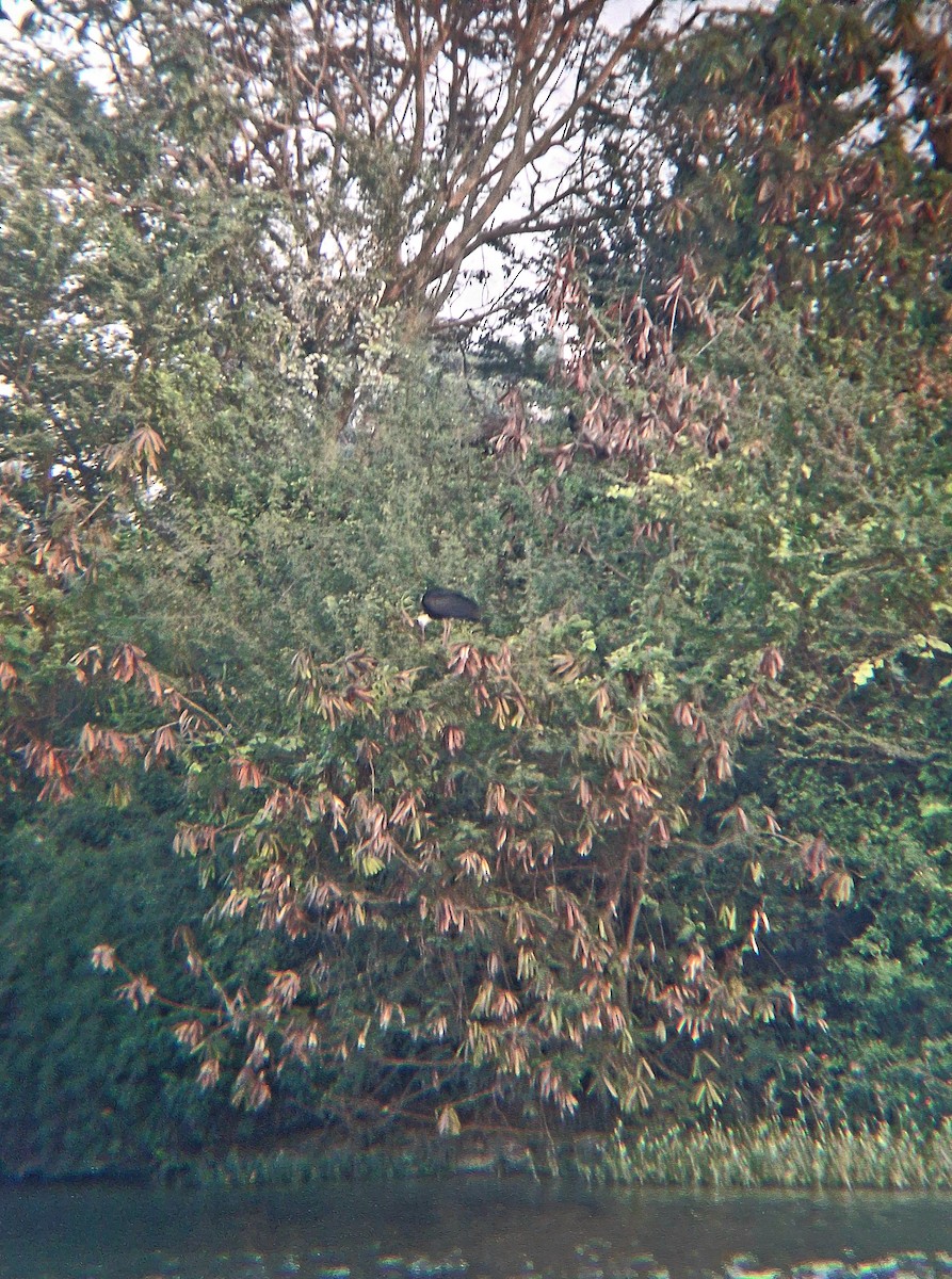 Asian Woolly-necked Stork - ML646186327