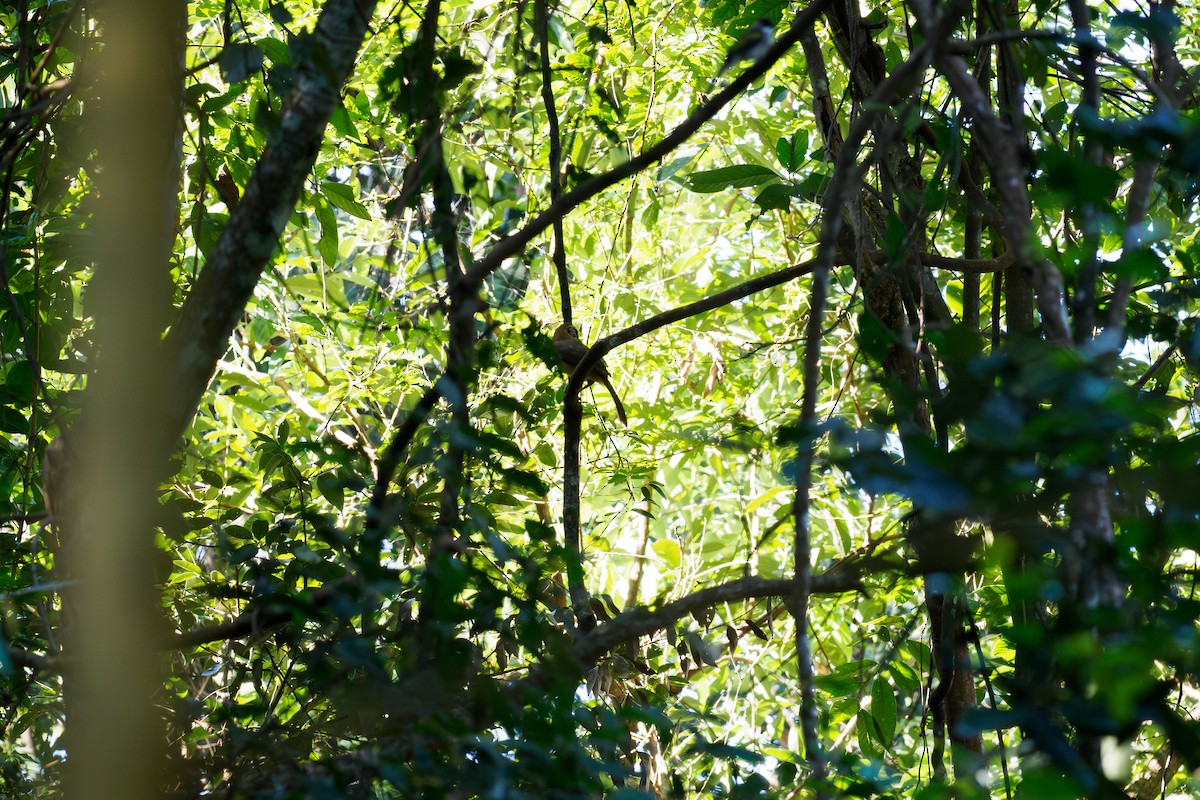Lesser Necklaced Laughingthrush - ML646186328