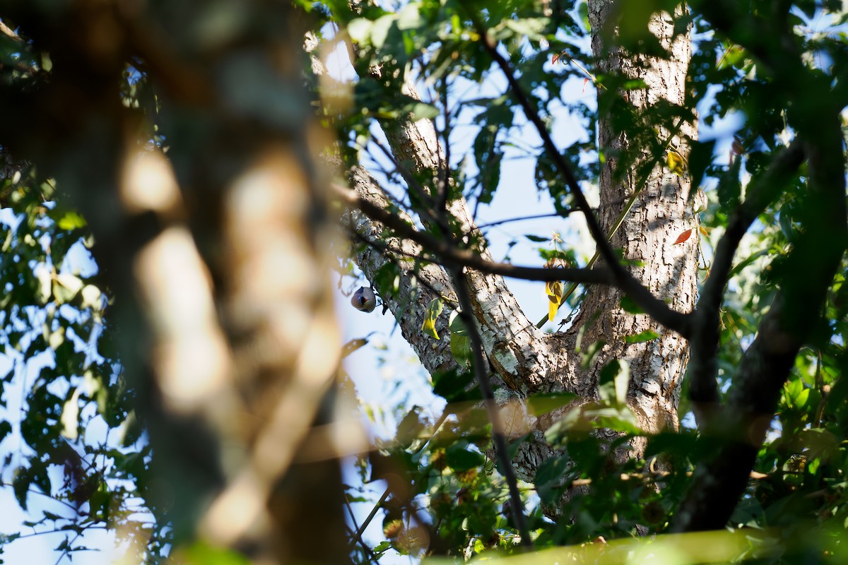 Velvet-fronted Nuthatch - ML646186334