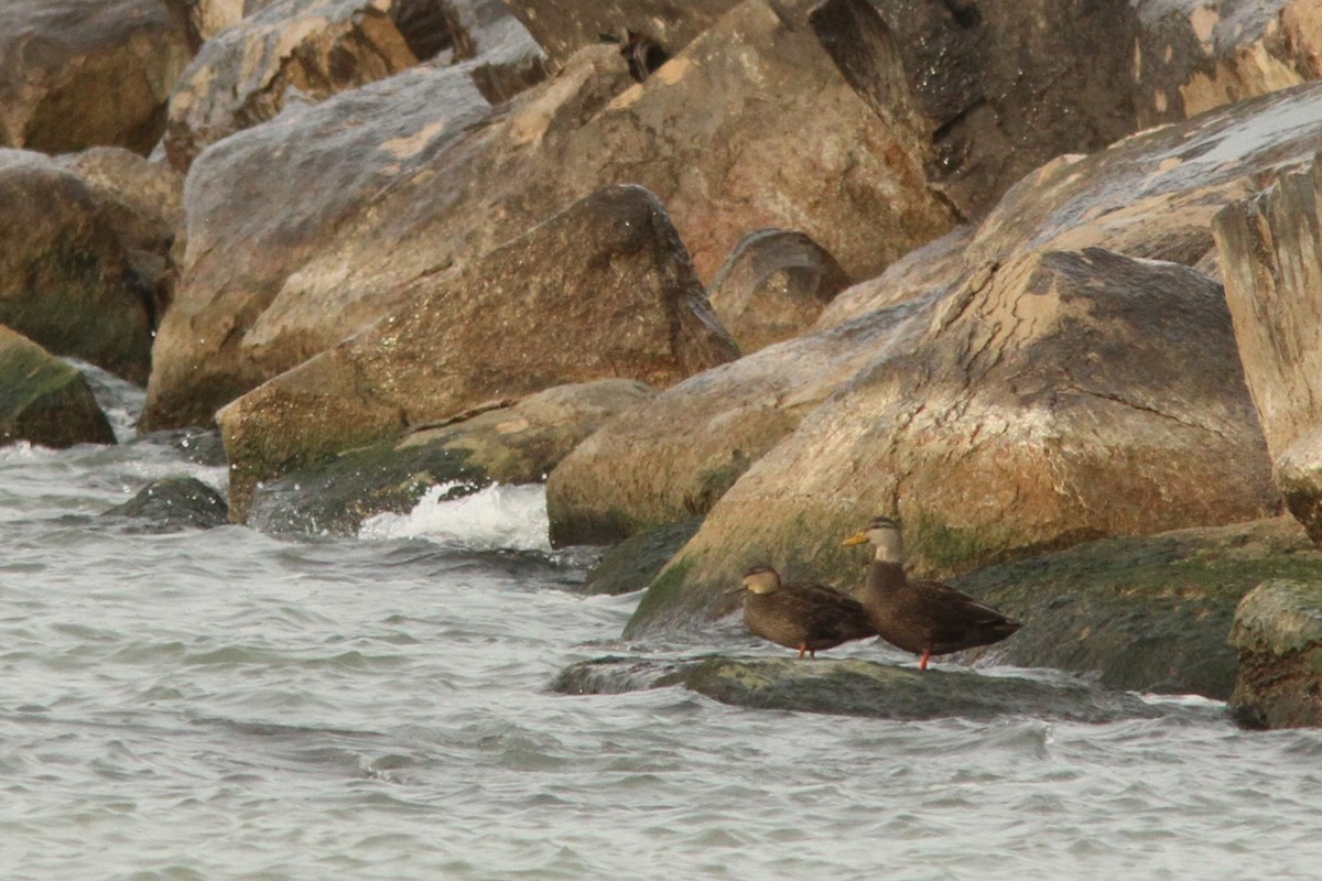 American Black Duck - ML646186345