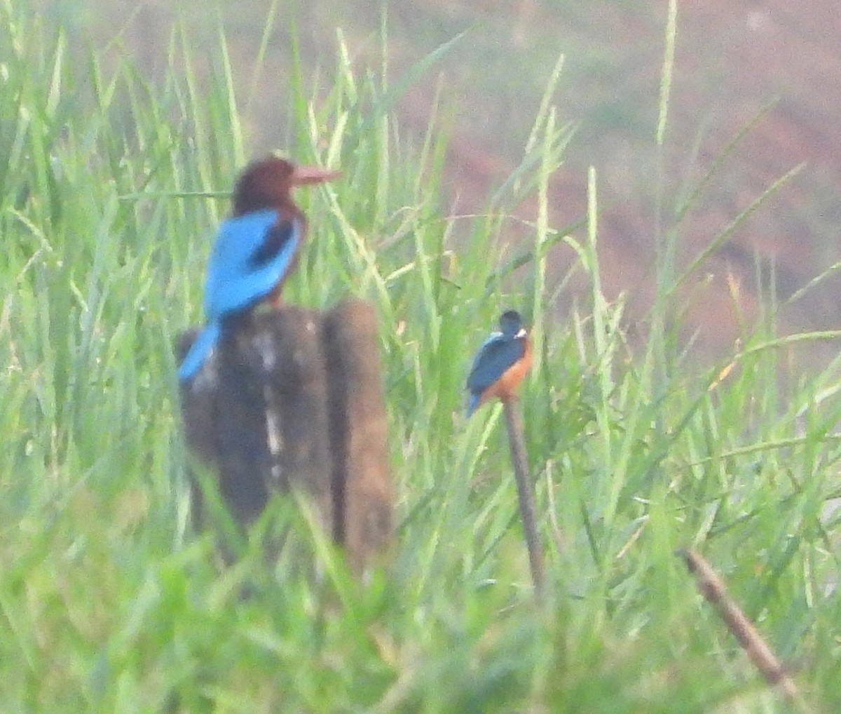 Номин шогшир - ML646186355