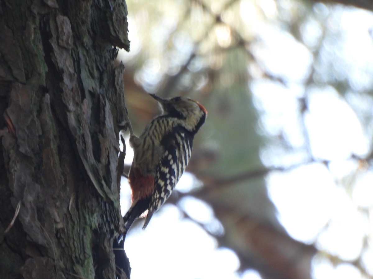 bergspett - ML646186357