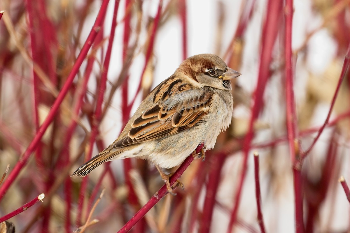 Passera oltremontana - ML646186358