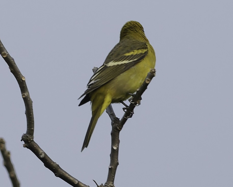 Western Tanager - ML646186361