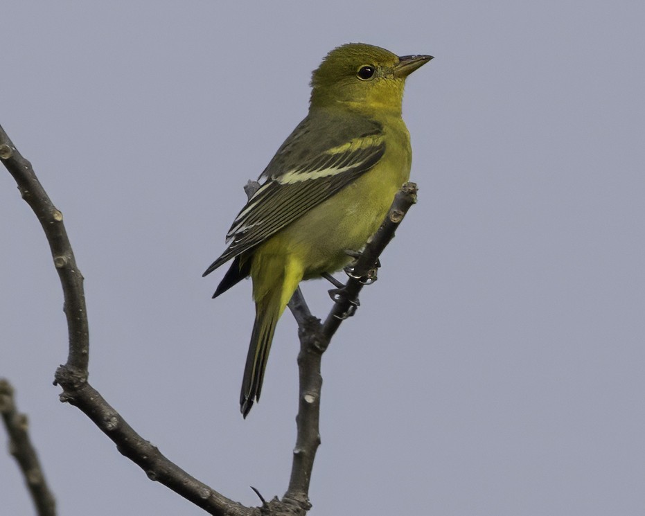 Western Tanager - ML646186362
