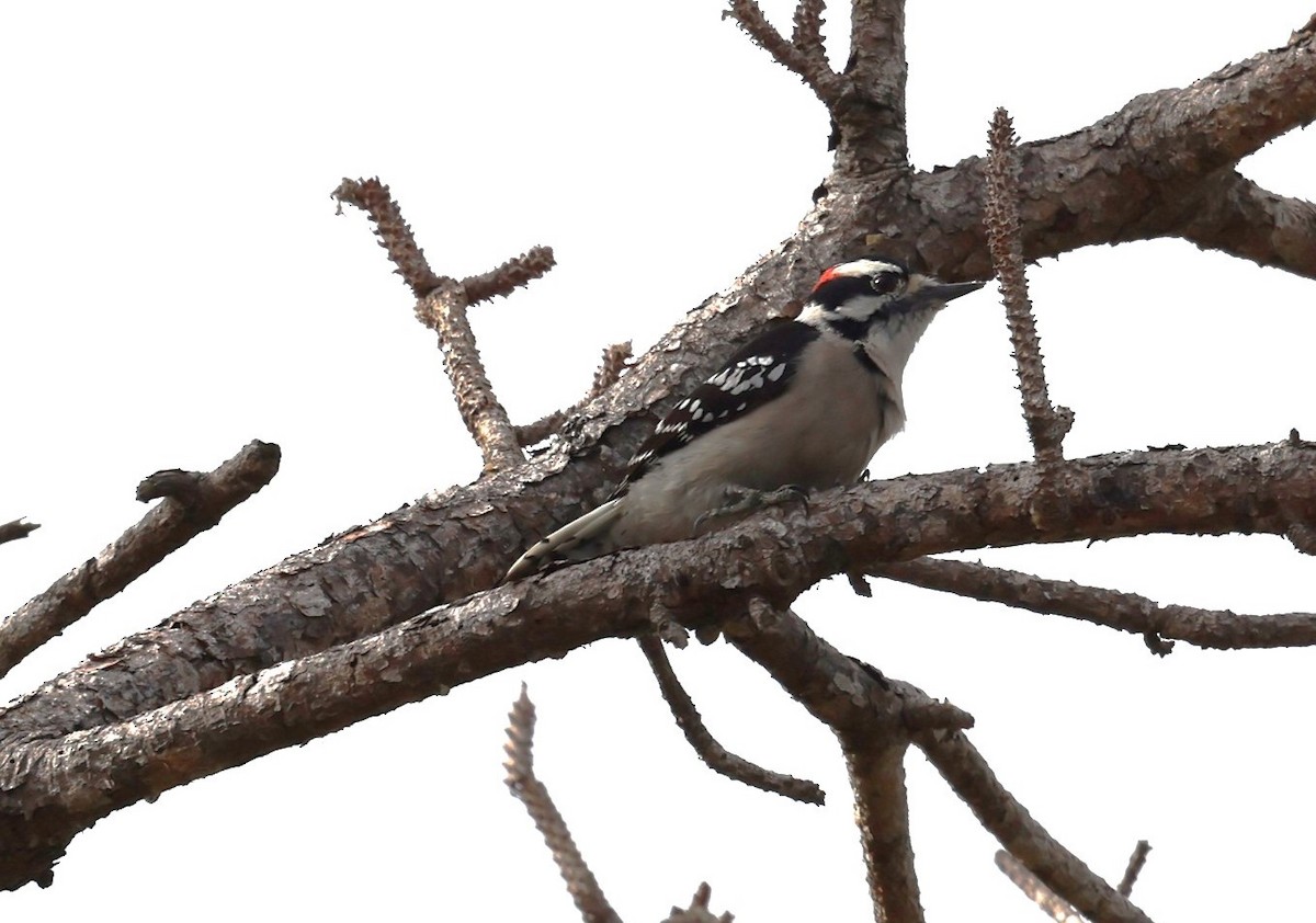 Hairy Woodpecker - ML646186364