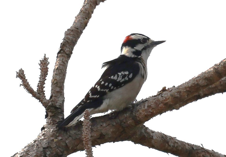 Hairy Woodpecker - ML646186366