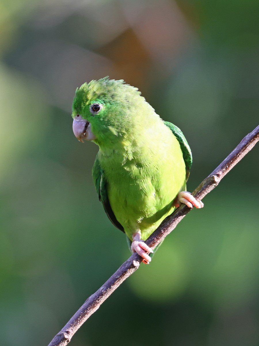 Spectacled Parrotlet - ML646186368