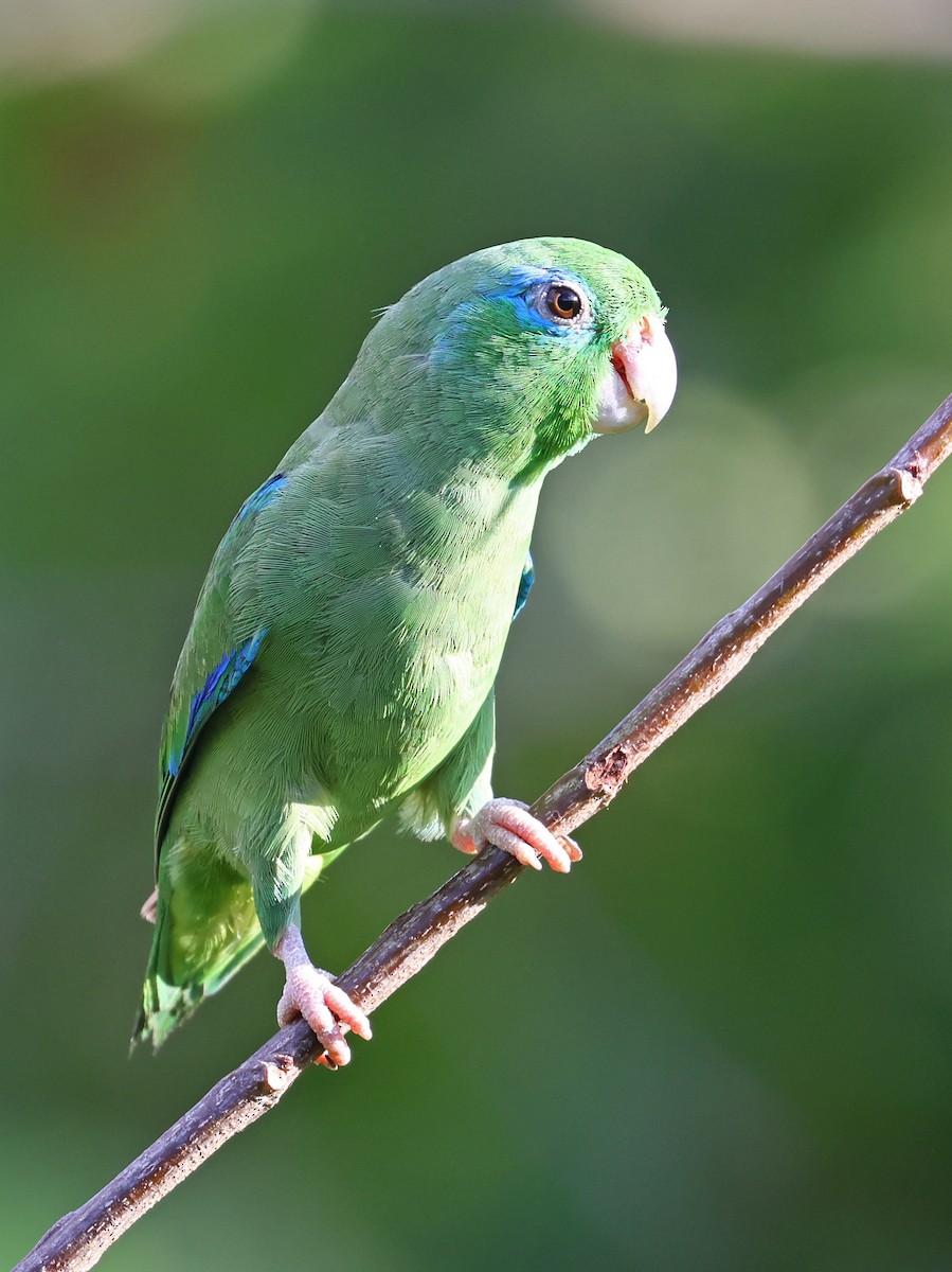Spectacled Parrotlet - ML646186369
