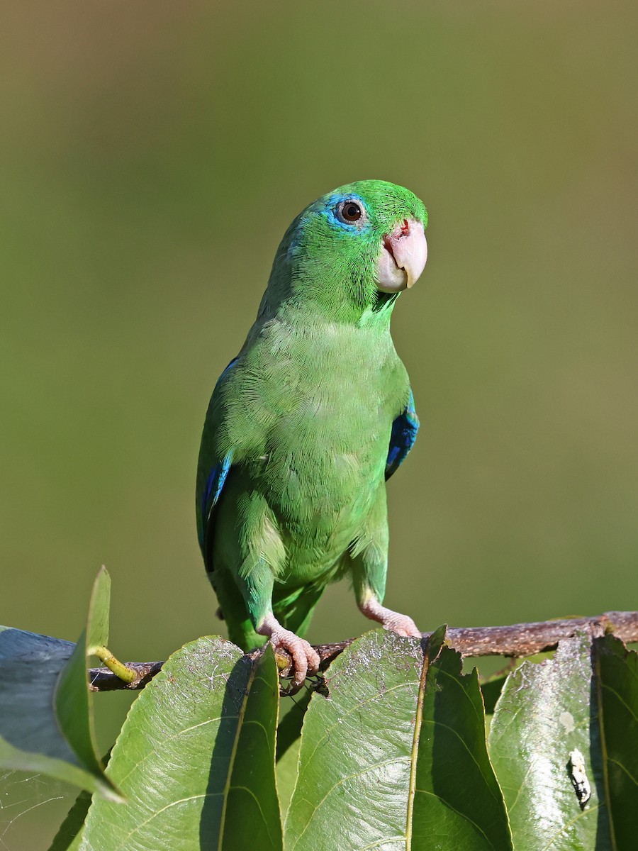 Spectacled Parrotlet - ML646186370